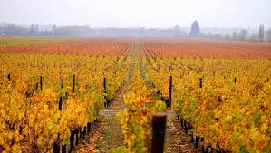 L’Apostolle Wine Tours